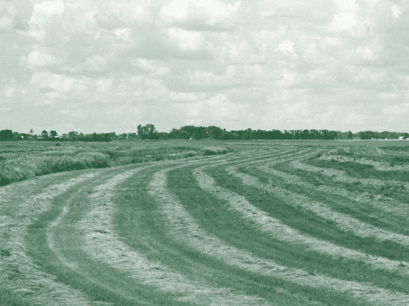 Cut hay raked into a windrow, curing in a field